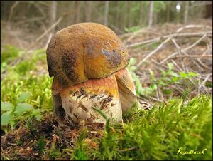 Klikni pro velký obrázek