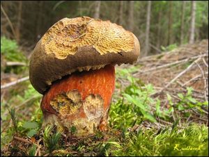 Klikni pro velký obrázek