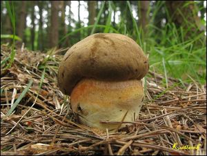 Klikni pro velký obrázek