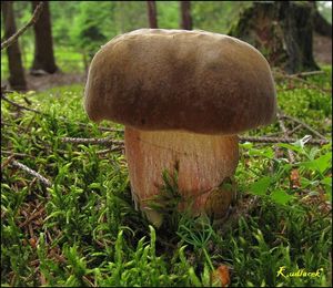 Klikni pro velký obrázek