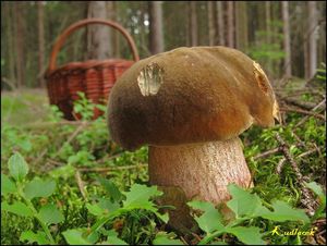 Klikni pro velký obrázek