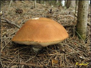 Klikni pro velký obrázek