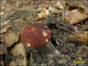 Klikni pro velký obrázek