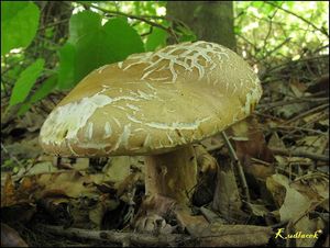 Klikni pro velký obrázek