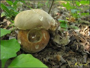 Klikni pro velký obrázek