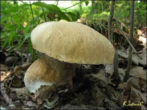 Klikni pro velký obrázek