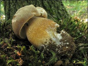 Klikni pro velký obrázek