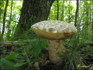 Klikni pro velký obrázek