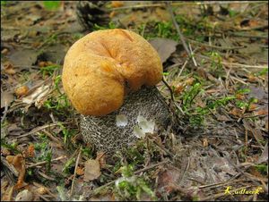 Klikni pro velký obrázek