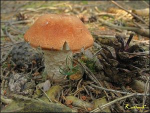 Klikni pro velký obrázek