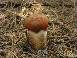 Klikni pro velký obrázek