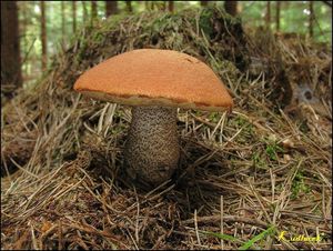 Klikni pro velký obrázek