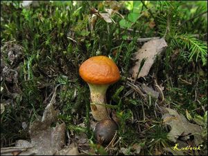 Klikni pro velký obrázek