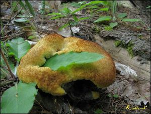 Hnědák Schweinitzův - Phaeolus schweinitzii (Fr.) Pat. 1900
