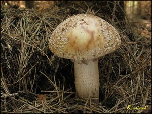 Klikni pro velký obrázek