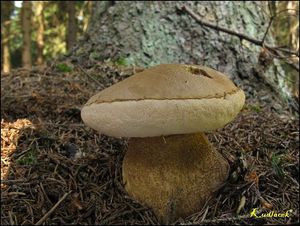 Klikni pro velký obrázek