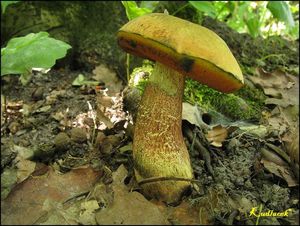 Klikni pro velký obrázek