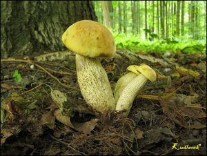 Klikni pro velký obrázek