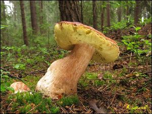 Klikni pro velký obrázek