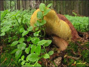 Klikni pro velký obrázek