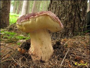 Hřib borový - Boletus pinophilus  Pilát & Dermek 1973