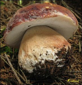 Klikni pro velký obrázek