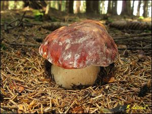 Klikni pro velký obrázek