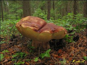 Klikni pro velký obrázek