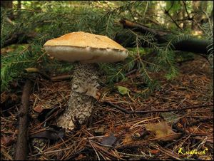 Klikni pro velký obrázek