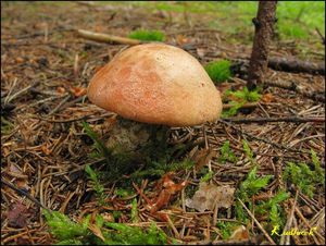 Klikni pro velký obrázek