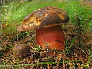 Klikni pro velký obrázek