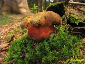 Klikni pro velký obrázek