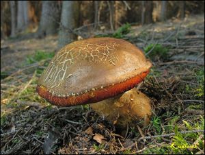 Klikni pro velký obrázek