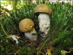 Klikni pro velký obrázek