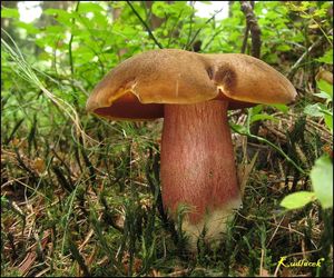 Klikni pro velký obrázek