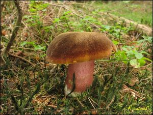 Klikni pro velký obrázek