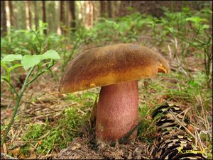 Klikni pro velký obrázek