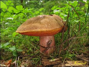 Klikni pro velký obrázek