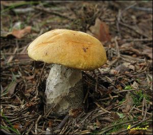 Klikni pro velký obrázek