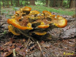 Hnědák Schweinitzův - Phaeolus schweinitzii (Fr.) Pat. 1900