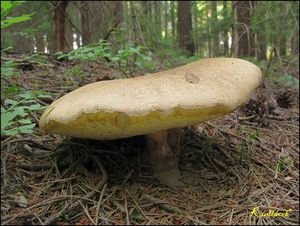 Klikni pro velký obrázek