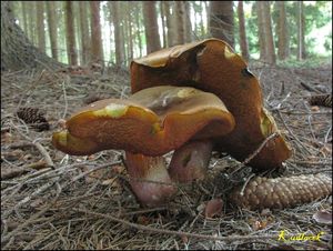 Klikni pro velký obrázek