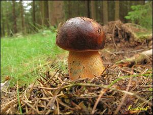 Klikni pro velký obrázek