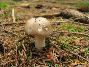 Klikni pro velký obrázek