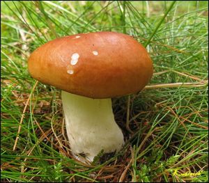 Klikni pro velký obrázek