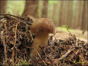 Klikni pro velký obrázek