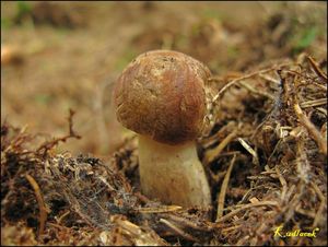 Klikni pro velký obrázek