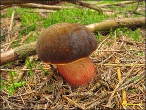 Klikni pro velký obrázek