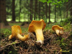 Liška obecná - Cantharellus cibarius Fr. 1821