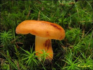 Ryzec syrovinka - Lactarius volemus (Fr.) Fr. 1838